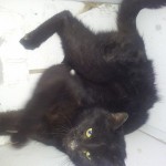 Aiutateci a trovare i padroni di questo gatto nero
