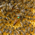 L'ape risorsa indispensabile per l'umanità