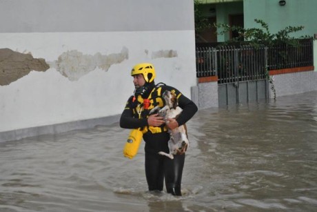 Cercasi cane salvato dall'alluvione