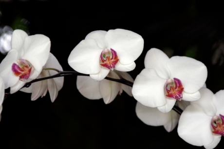 Mostra fotografica: le orchidee spontanee in Sardegna