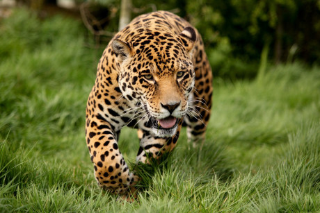 Guspini, leopardo fugge da uno zoo privato: scattano le ricerche