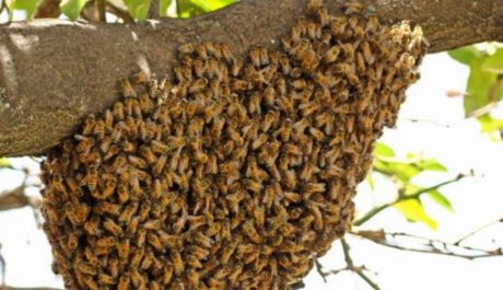 Sciamatura delle api