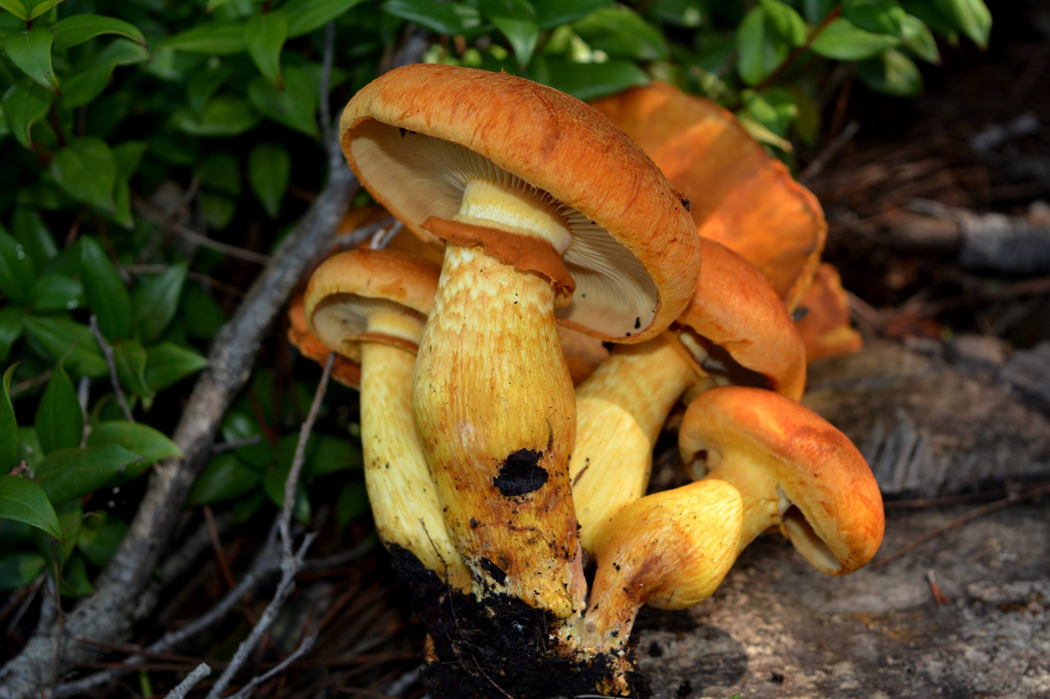 Autunno, stagione dei funghi: ma forse non tutti sanno che...