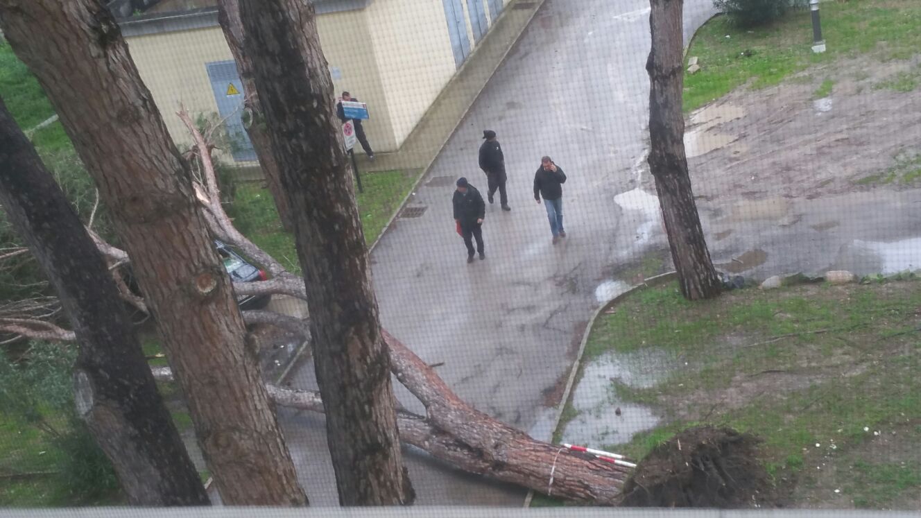 Allerta meteo, cade albero nel parcheggio dell'Ospedale