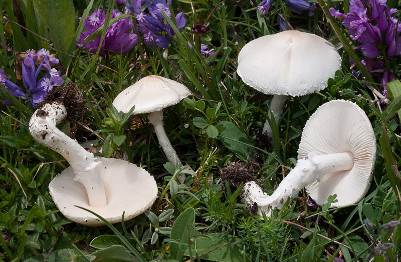 Intossicazione da funghi: diversi casi nel Medio Campidano