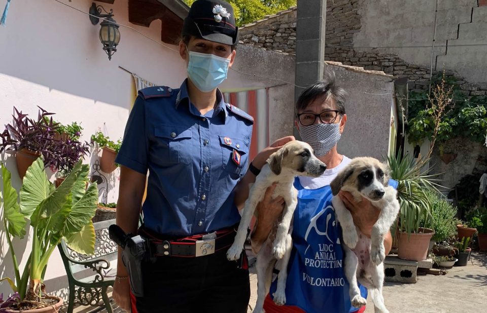Storia a lieto fine: i cuccioli di Mandas affidati ai volontari