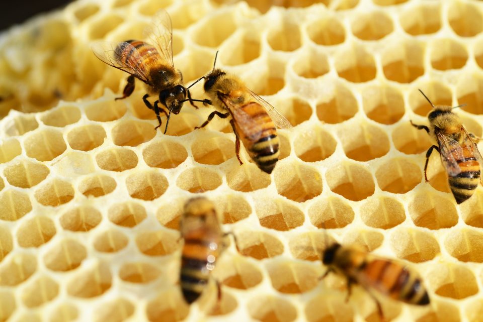Agricoltura e biodiversità, si insedia la commissione apistica regionale sarda